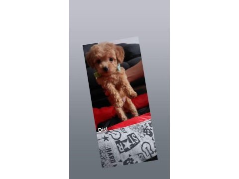 Dişi erkek pet eğitimli poodle yavrular