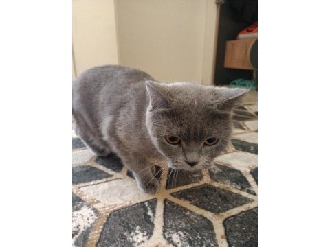 British shorthair 2 yaşında