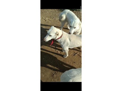 Çiftlik ortamında büyüyen yavru köpekler