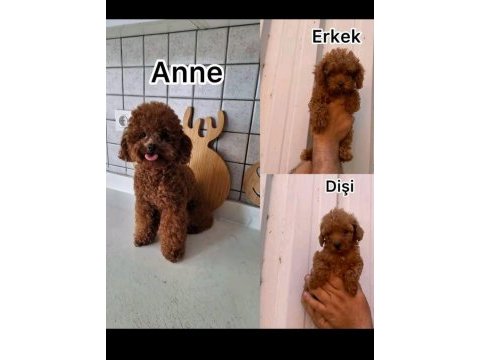Bir avuç mutluluk poodle
