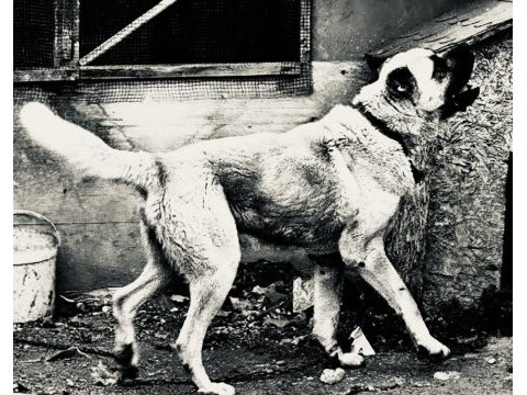 Dev ırk anadolu çoban köpeği