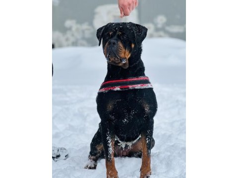 Grand türkiye şampiyonu anne babadan star rottweiler yavru