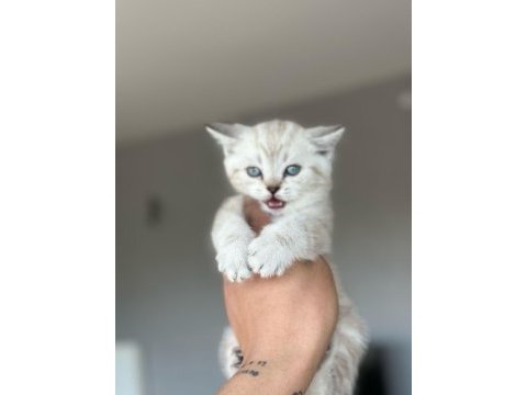 British shorthair yeni yuvasını arıyor ayı surat yavrular