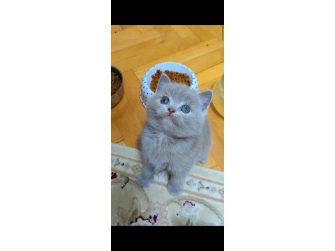 Gri lilac dişi erkek british shorthair yavrular