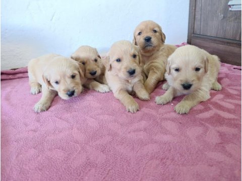 Golden retriever yavrular