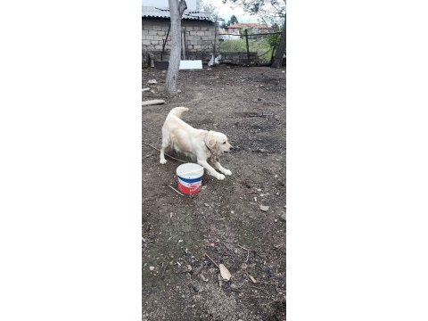 Golden retriever dişi hamile kendi ırkıyla alan koruması var