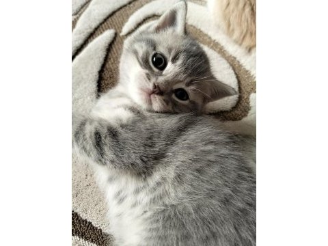 Uygun şartlarda kedimiz