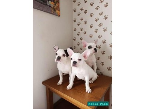 French bulldog ırk ve sağlıklı