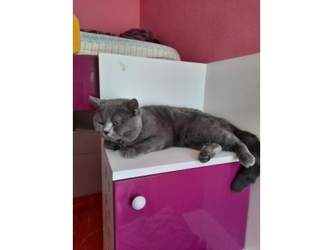 Sahiplendirme british shorthair