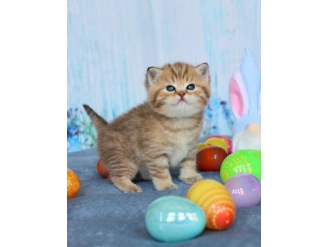 Tatlı british shorthair bebeklerimiz