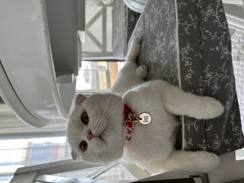 Scottish fold kedimiz bihtoşu sahiplendirmek