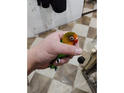 Yavrulu yumurtalı kuşlar toplu sahiplendirme