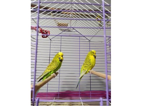 Jumbo muhabbet kuşu çift