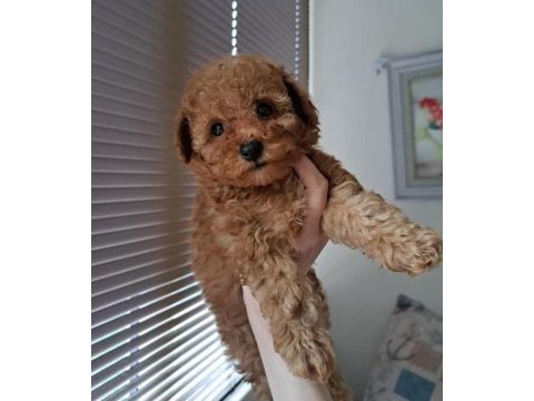 Yavru toy poodle