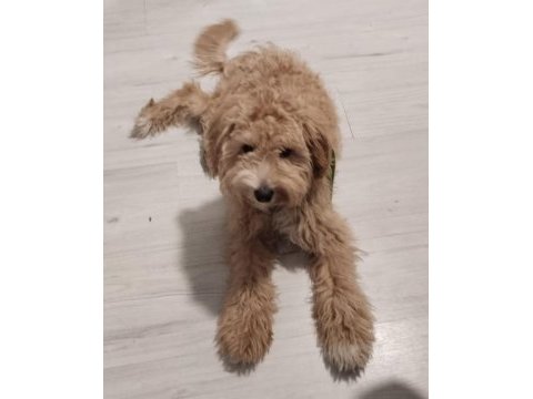 Aylık erkek maltipoo