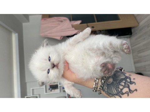 Eskişehir tepebaşından british longhair