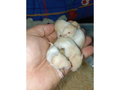 Özel tür hamster (evcil)