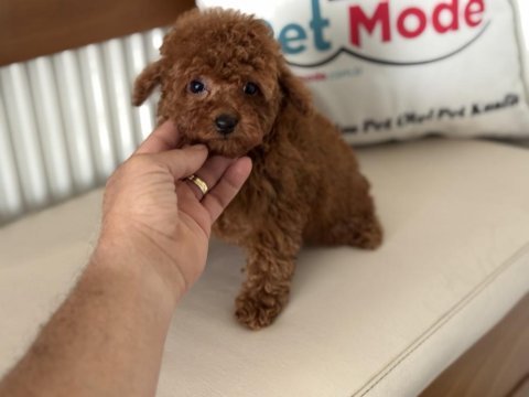Redbrown tea cup kore poodle yavrularımız