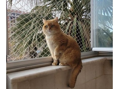 Golden erkek bsh by12 british shorthair