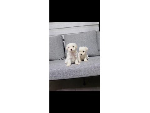 Maltipoo miniklerim