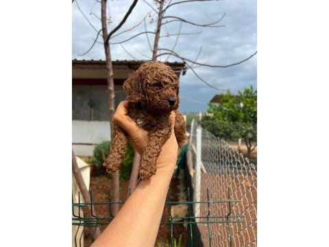 Red brown toy poodle