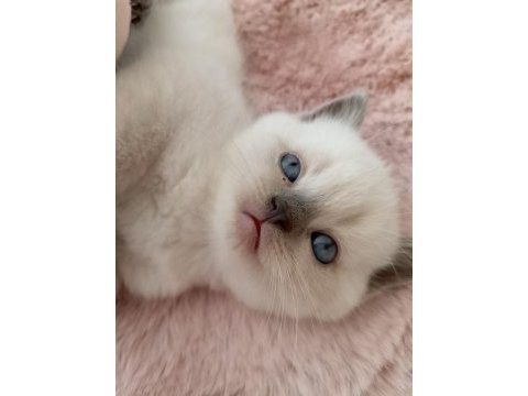 Mavi gözlü colorpoint british shorthair yavrumuz