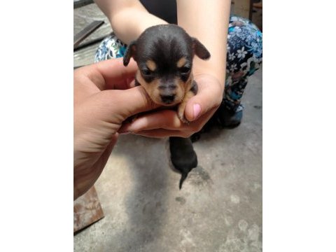 Yavru köpeğimiz pinscher