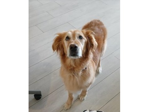 Tatlı bir golden retriever