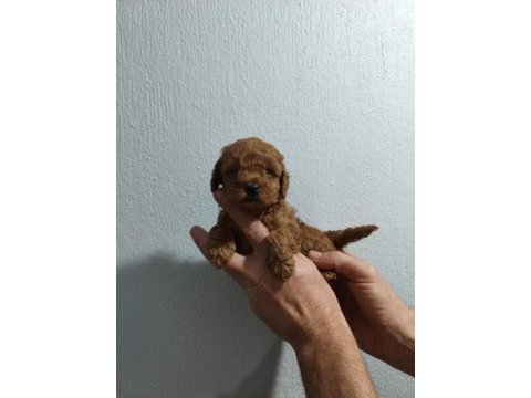 Güzel poodle kızımız