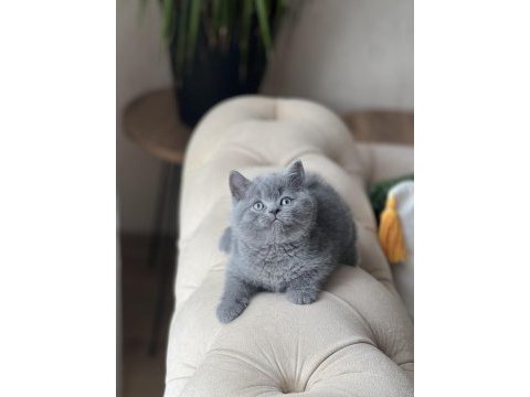 Sosyal british shorthair yavrum