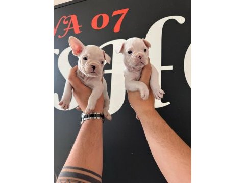 France bulldog bebekler