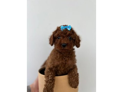 Orjinal her boy toy poodle bebekler