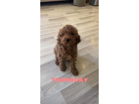 Minik poodle yavrumuza yuva arıyoruz