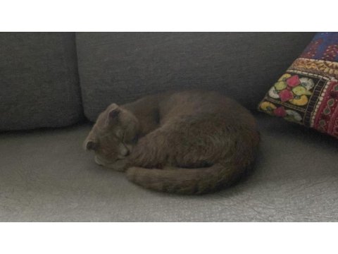 Akıllı bıdık british shorthair