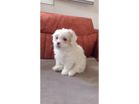 Maltese terrier