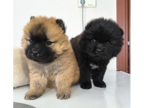 Sağlıklı chow chow yavrular