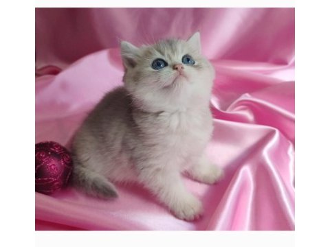 Şafkan british shorthair