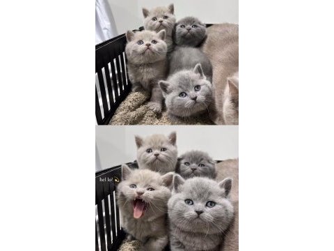 British shorthair yavrular