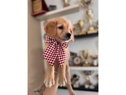 Şeker mi şeker golden retriever bebekler