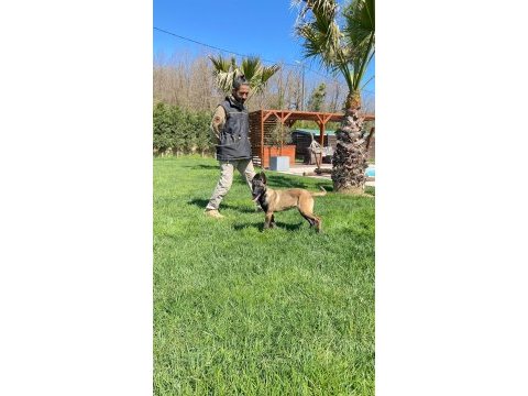 Secereli belçika malinois yavruları istanbul