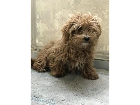 5 aylık dişi poodle günü gelen aşıları yapıldı