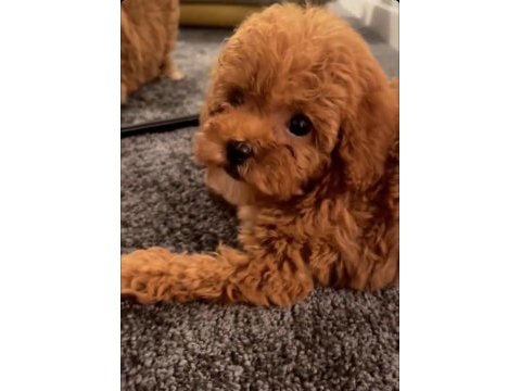 9 aylık toy poodle 1,5 kg orjinal toy