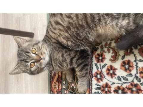 Kedimizi güzel sağlıklı bakacak aileye sahiplendirmek