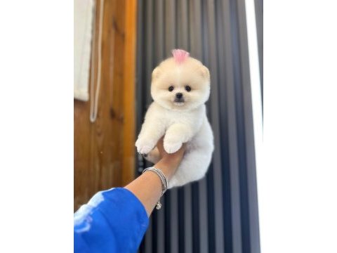 4 aylık üst düzey pomeranian boo yavrularım
