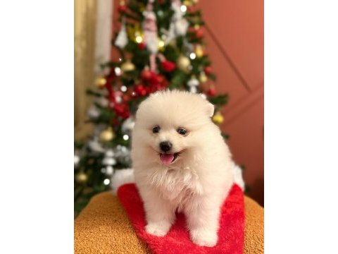 Kızımız acil sahiplendirilecek pomeranian