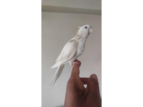 El besleme albino yavru sultan papağanı