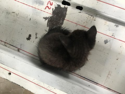 47 günlük yavru kedi