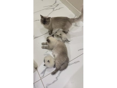 Ragdoll bebekleri