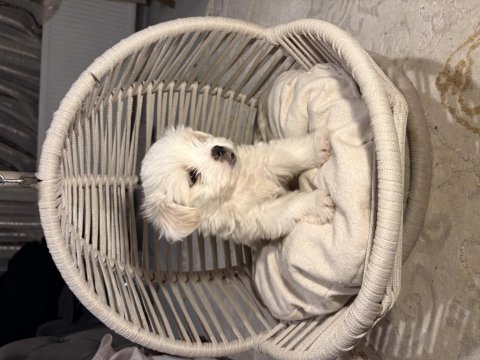 Tuvalet eğitimli maltese terrier