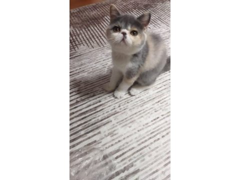 Dişi egzotik kedimiz yeni yuvasına gitmeye hazır